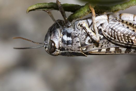 Close up view of a gray grasshopper on a leaf.