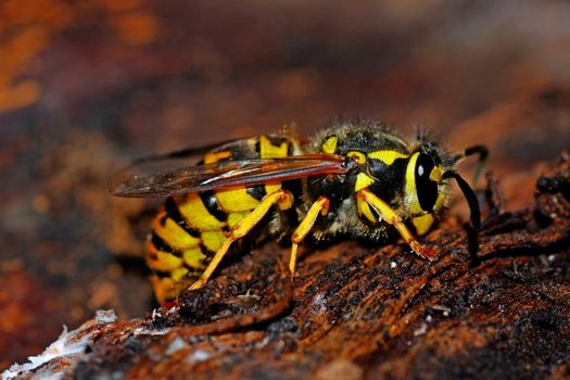 Closeup view of a common european wasp on a tree bark.