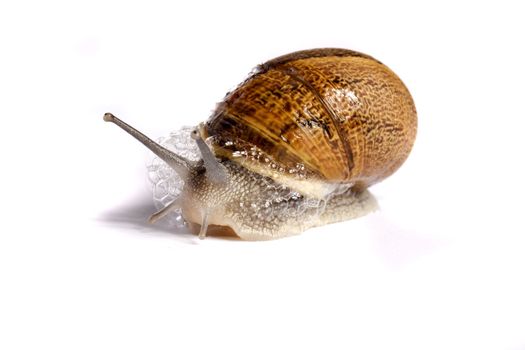 Close up view of a snail walking around on a white background.