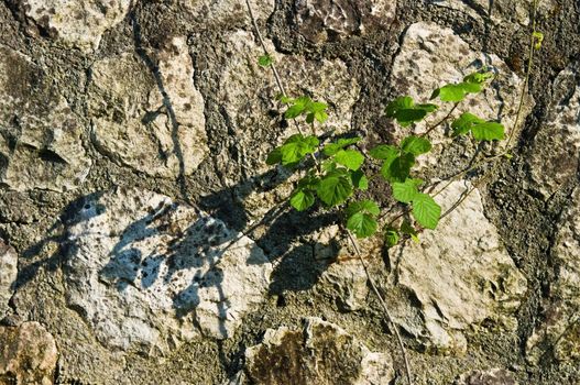 Rustic stone wall and wild raspberry shoot.