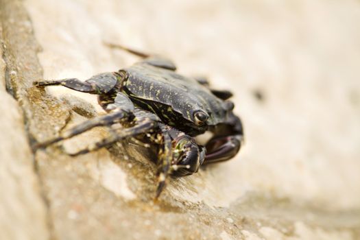 Close up view of a crab walking around near the docks.