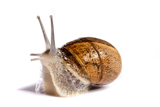 Close up view of a snail walking around on a white background.