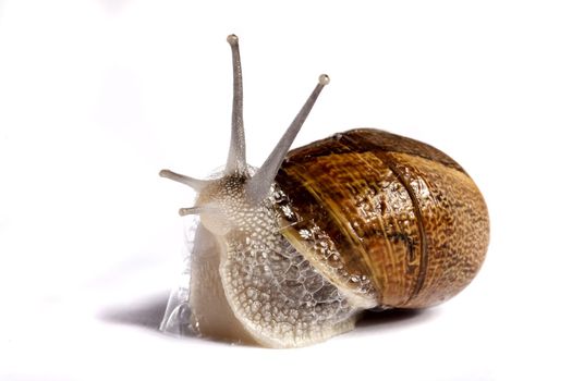 Close up view of a snail walking around on a white background.