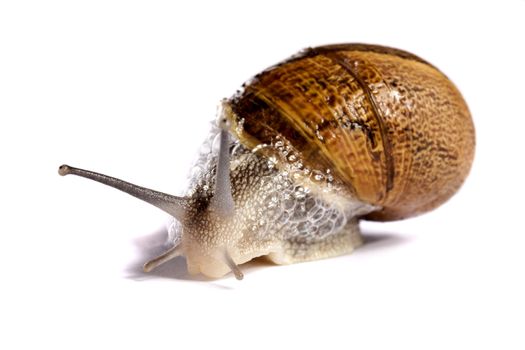 Close up view of a snail walking around on a white background.