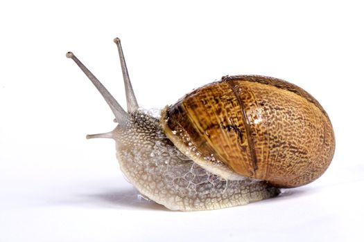 Close up view of a snail walking around on a white background.