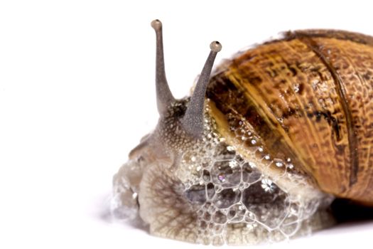 Close up view of a snail walking around on a white background.