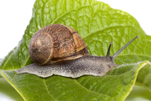 Close up view of a snail walking around on a white background.