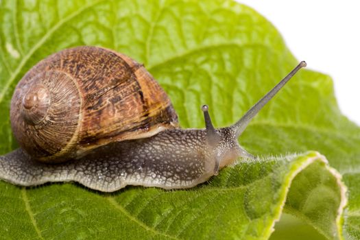 Close up view of a snail walking around on a white background.