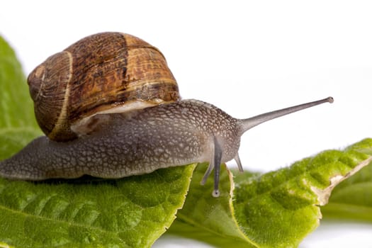 Close up view of a snail walking around on a white background.