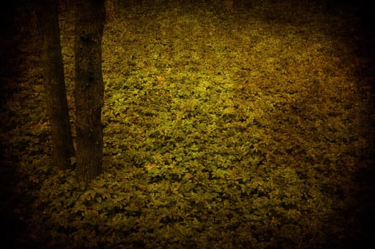 Two trunk and undergrowth in a wood