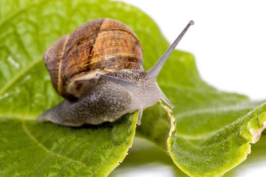 Close up view of a snail walking around on a white background.