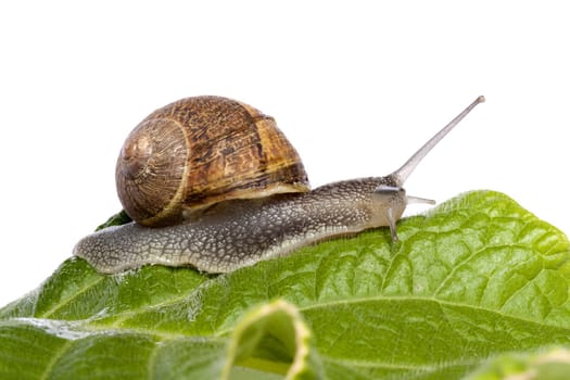 Close up view of a snail walking around on a white background.