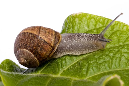 Close up view of a snail walking around on a white background.