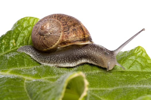 Close up view of a snail walking around on a white background.