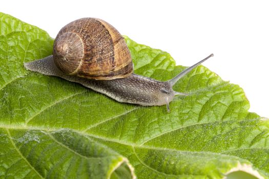 Close up view of a snail walking around on a white background.