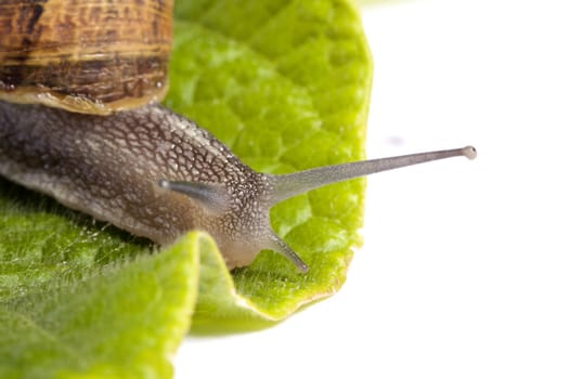 Close up view of a snail walking around on a white background.