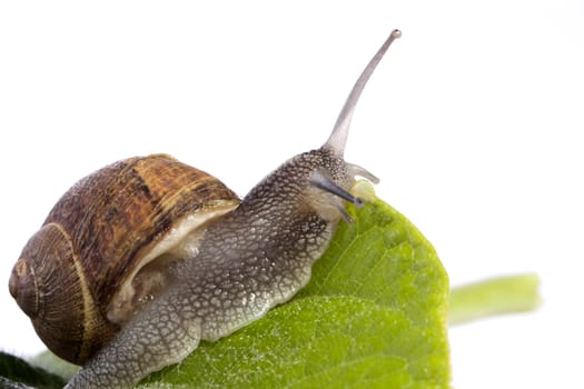 Close up view of a snail walking around on a white background.