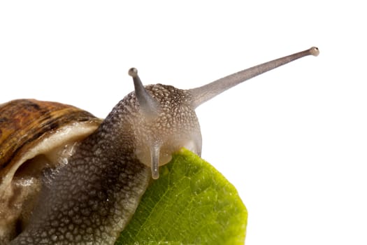 Close up view of a snail walking around on a white background.