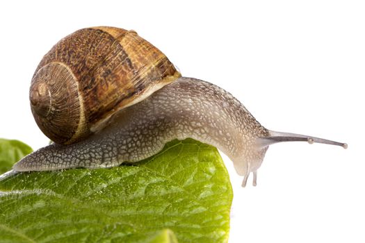 Close up view of a snail walking around on a white background.