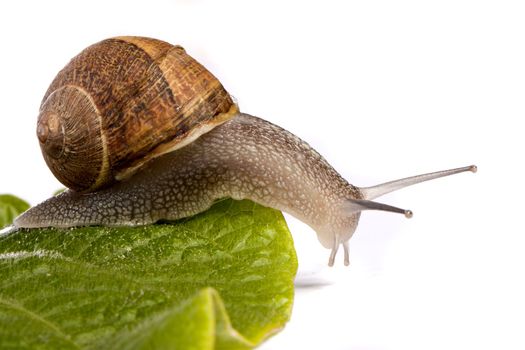 Close up view of a snail walking around on a white background.