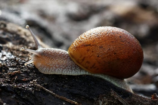 Close up view of a snail on top of a wood log.