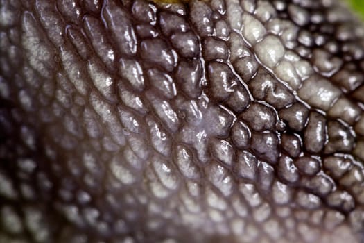 Close up view of the gray skin of a snail.