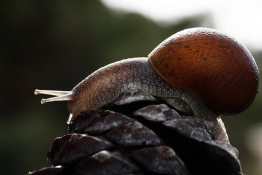 Close up view of a snail on top of a pine tree fruit.