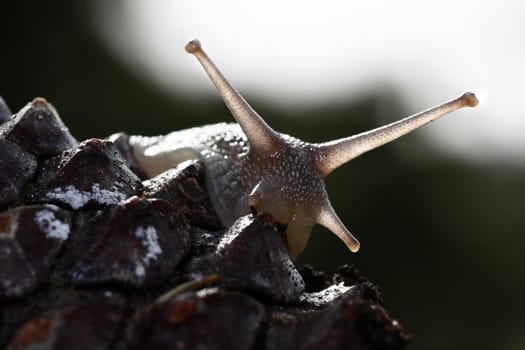 Close up view of a snail on top of a pine tree fruit.