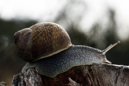 Close up view of a snail on top of a wood log.