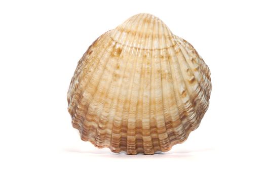 Close up view of a scallop shell isolated on a white background.