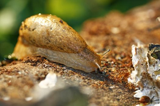 Macro view of a slimmy slug walking on a rotten log.