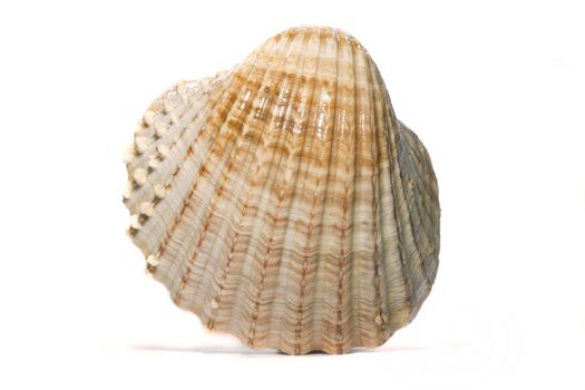 Close up view of a scallop shell isolated on a white background.