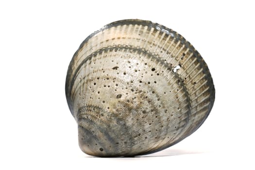 Close up view of a cockle shell isolated on a white background.