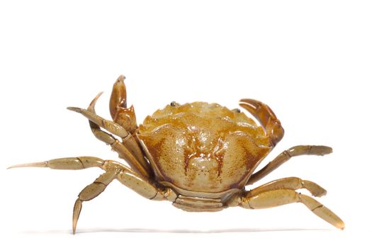 Close view detail of a orange crab isolated on a white background.