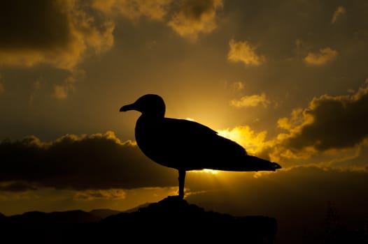 Black gull in front a yellow sunset