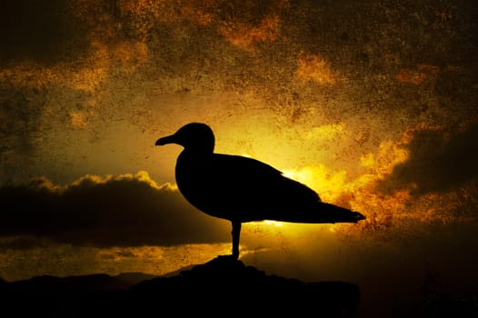 Black gull in front a yellow sunset