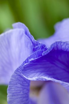 A close up of a purple iris