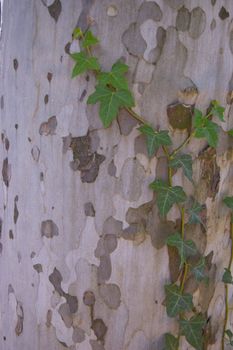 English Ivy Creeping over an old bark tree.