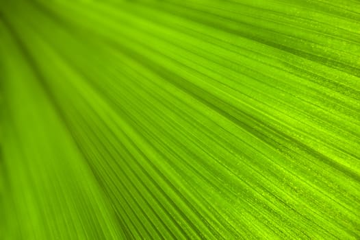 A close up of a green leaf