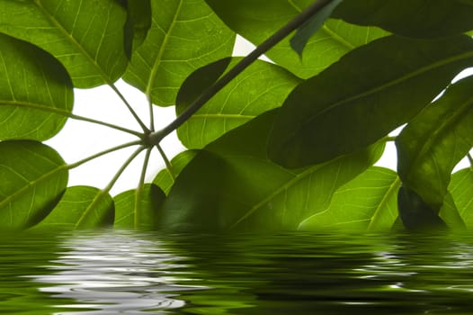 Some green leaves in the water