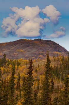 Fall turns the boreal forest (taiga) of Yukon Territory, Canada, into pure gold.