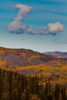 Fall turns the boreal forest (taiga) of Yukon Territory, Canada, into pure gold.
