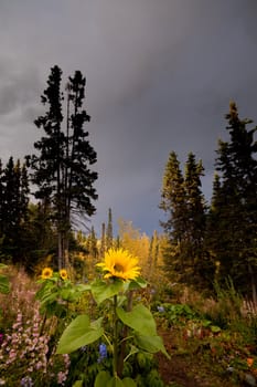 Northern flower garden with sunflowers in fall with dark clouds background.