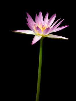 Pink lotus isolated on black background