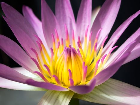 Pink lotus isolated on black background