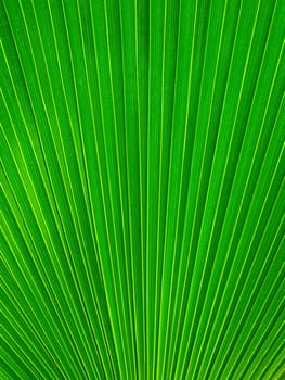 Palm Leaf radius for web page or background