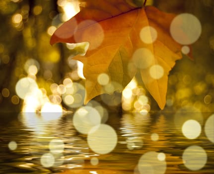 Leafs in the sky with water and bokeh effect