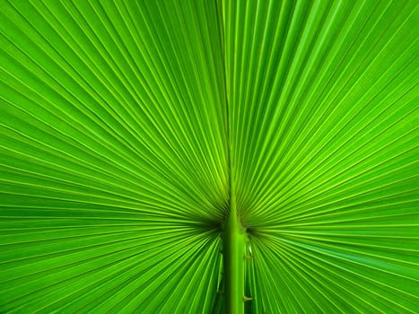 Palm Leaf radius for web page or background