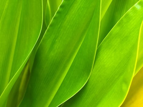 Green leaf background abstract of nature