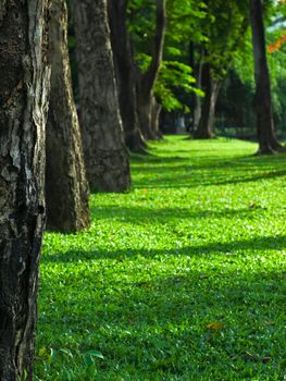 green way in the garden